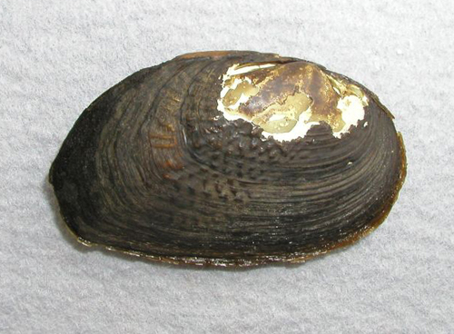 �j�Z�}�c�J�T�K�C