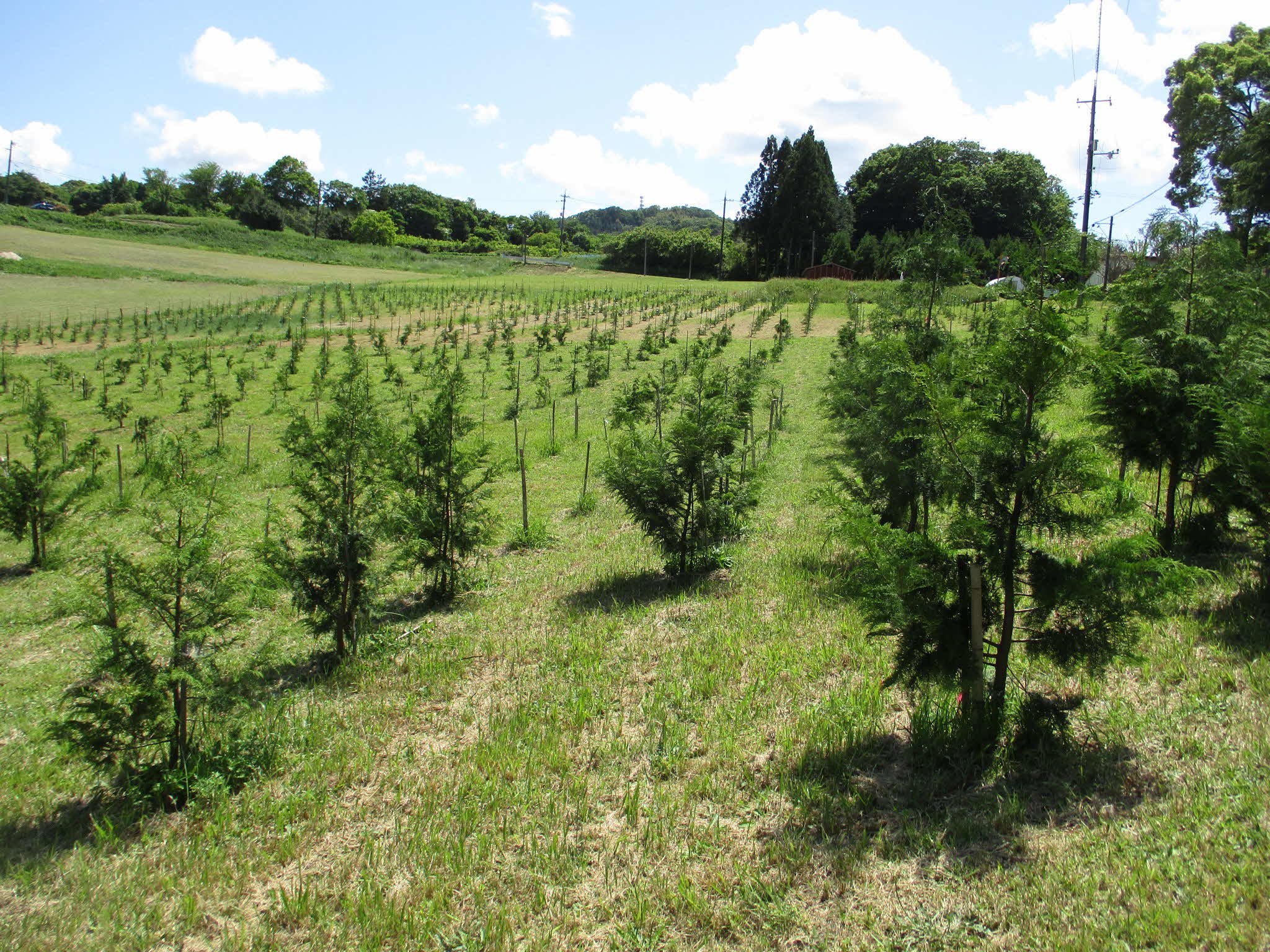 ヒノキ特定母樹開放型採種園