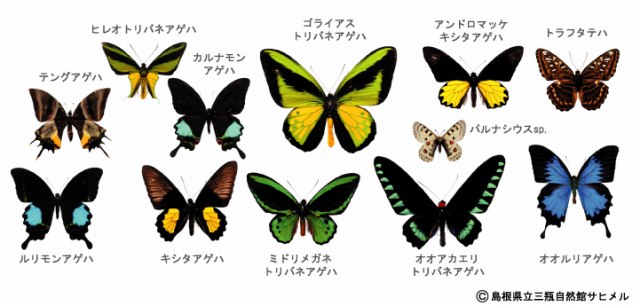 世界の蝶