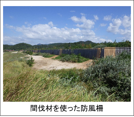 間伐材を使った防風柵が施された海岸の画像