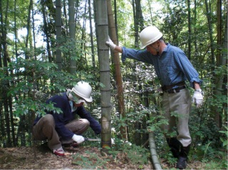 竹林伐採指導