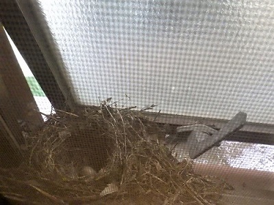 トイレの窓にかけられたキセキレイの巣の画像