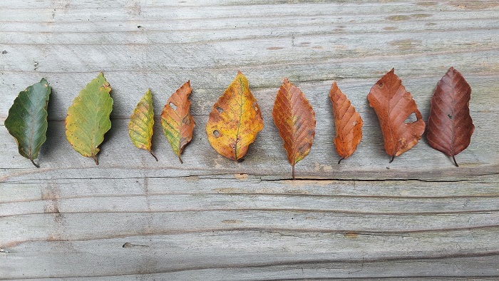 ブナの落葉の画像