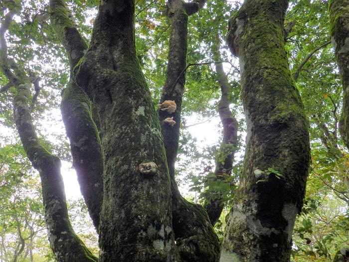 ヌメリツバタケの画像