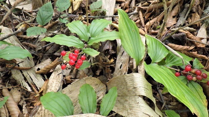 ユキザサの赤い実の画像
