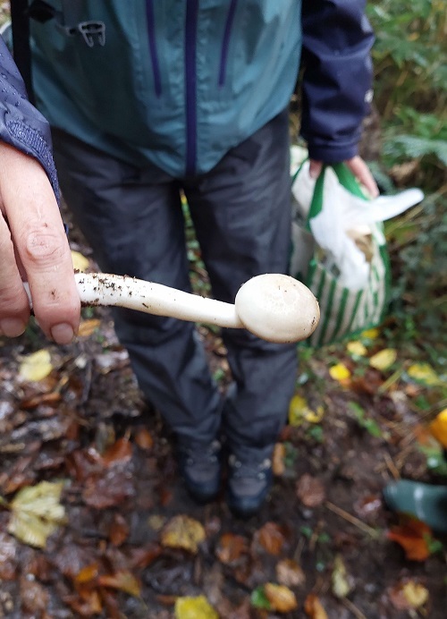 ブナシメジの画像