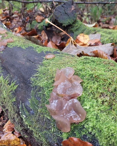 ニカワチャワンタケの画像