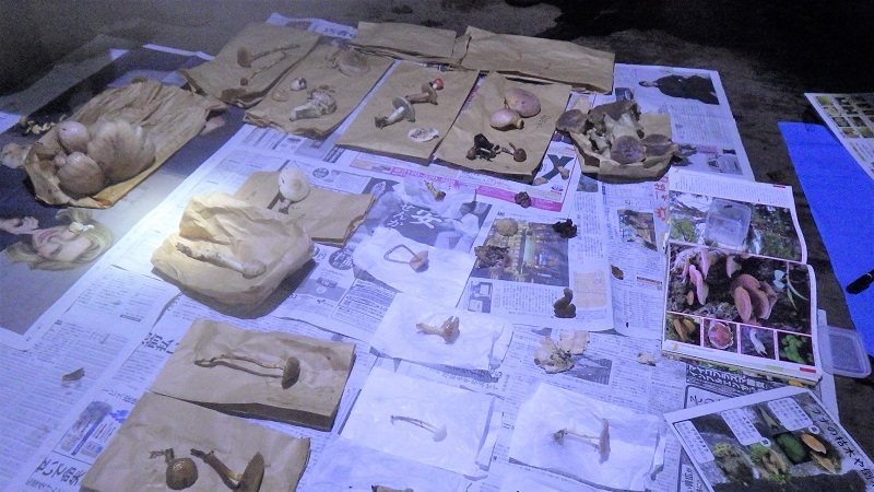 鑑定会で並べられたきのこの画像