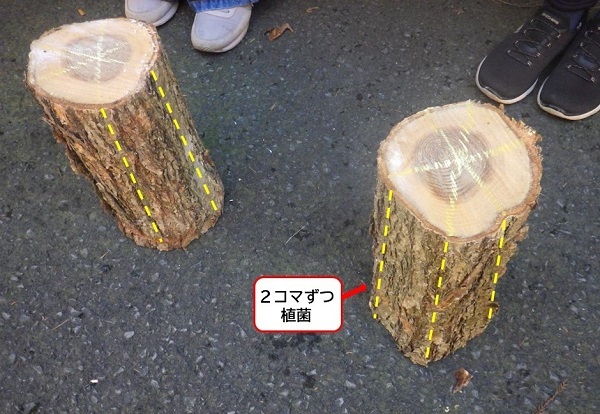 穴をあける目安のガイド線を引いた画像