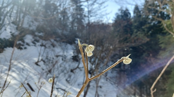 ミツマタの蕾の画像