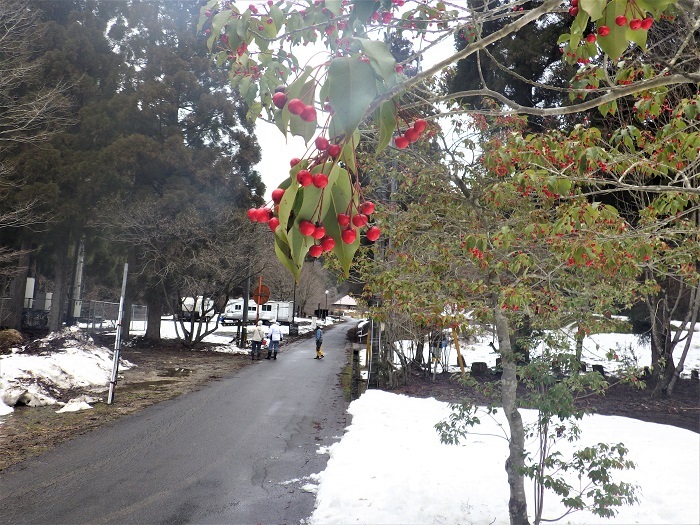 ソヨゴの赤い実と林道を歩く参加者の画像