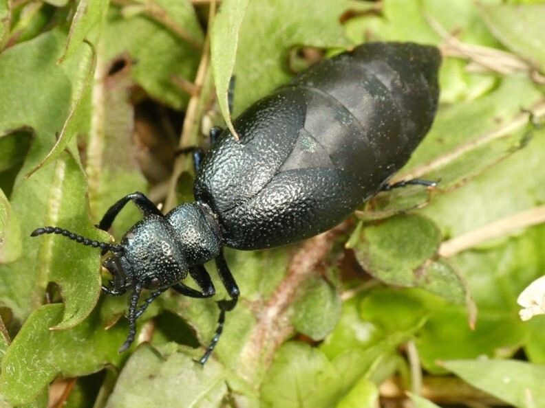 写真２：マルクビツチハンミョウ