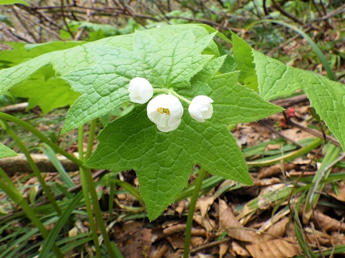 開花前のサンカヨウの画像