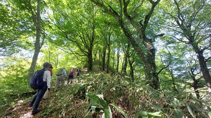 大きなブナの横を通過の画像