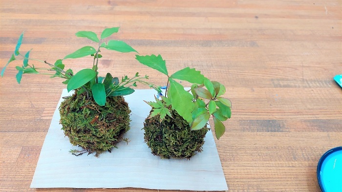 苔玉作品の画像