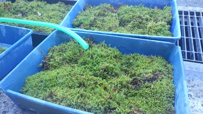 苔玉に使う苔の画像