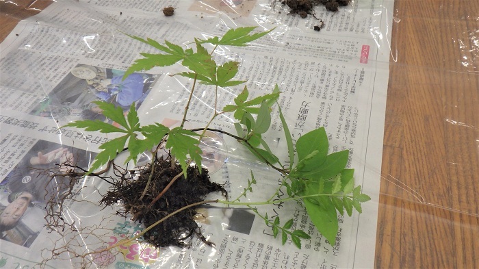 苔玉に使う植物の画像