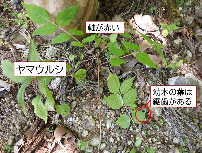 ヤマウルシの画像