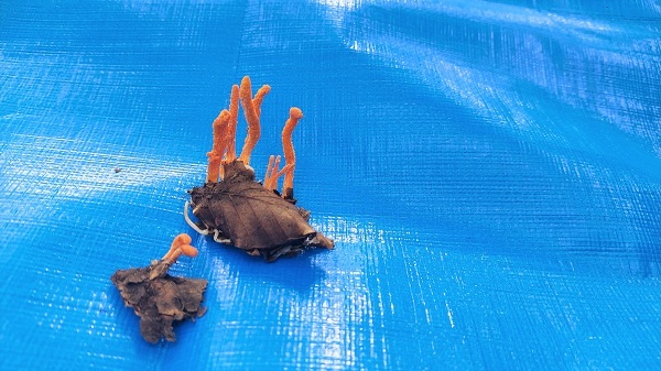 サナギタケの画像