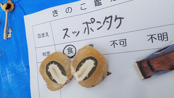 スッポンタケの幼菌の画像