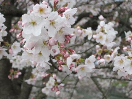 （写真）雲南市三刀屋町の桜
