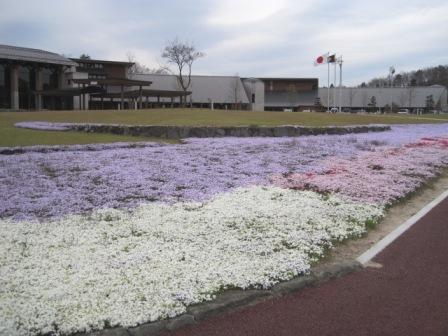 （写真）芝桜の絨毯