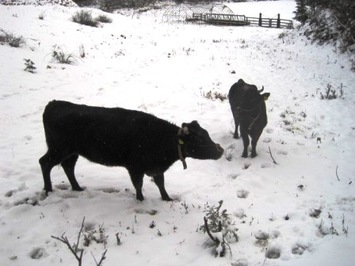 （写真）放牧牛１