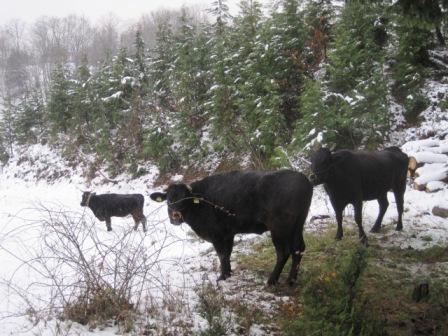 （写真）放牧牛２