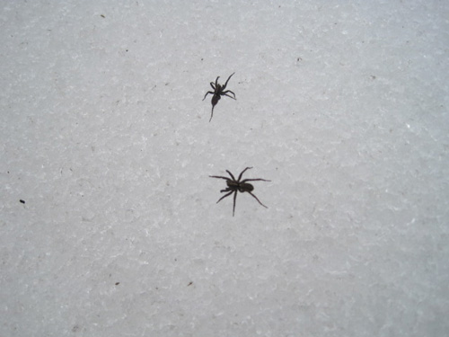 （写真）雪の上を歩くクモ