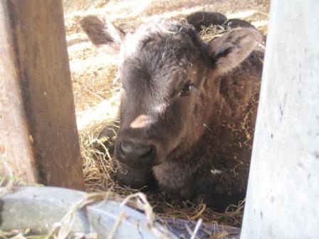 （写真）昨年末に産まれた牛