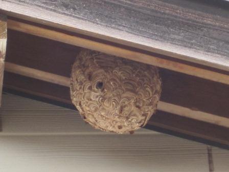 （写真）スズメバチの巣