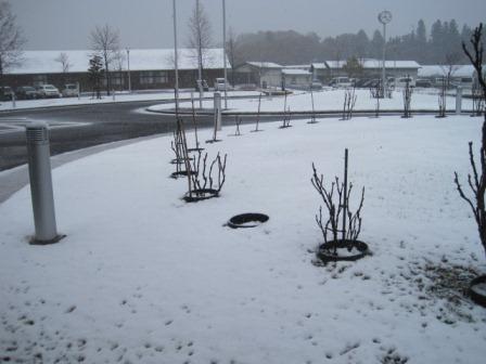 （写真）今朝はこのくらいの雪