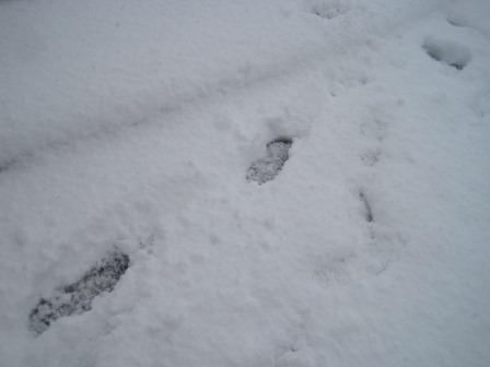 （写真）積雪に足跡