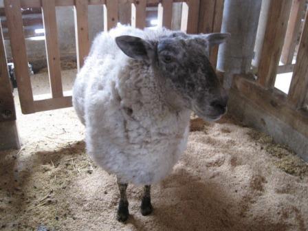 （写真）羊その２