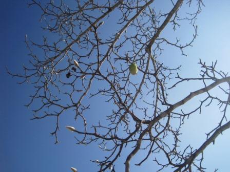 （写真）コブシの木