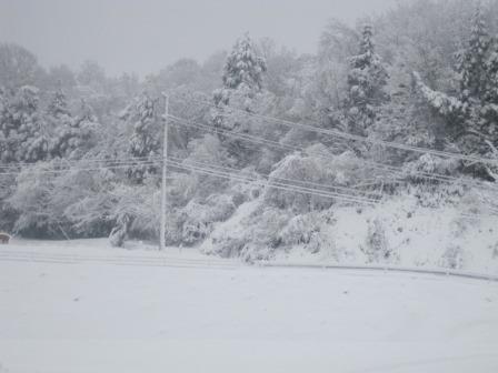 （写真）雪で樹木も真っ白です