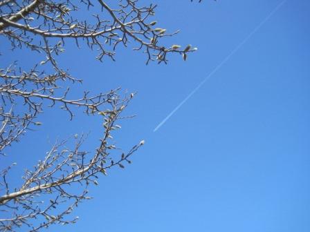 （写真）飛行機雲とコブシの蕾