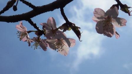 （写真）桜の花その１