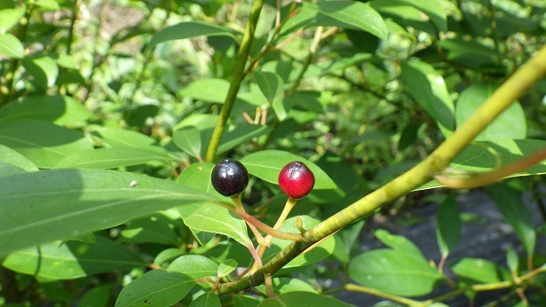（写真）赤い果実と黒い果実