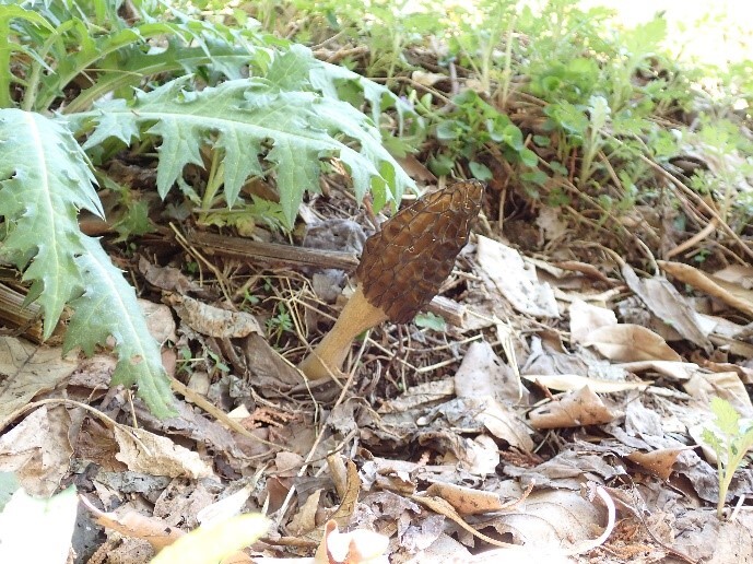 きのこの写真画像