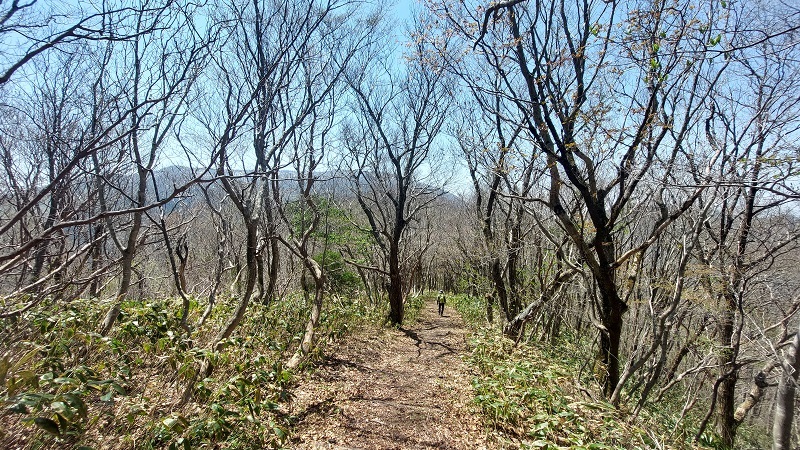登山口まで毛無山縦走路を戻る画像