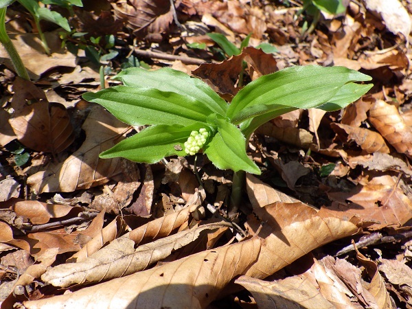 ユキザサの画像