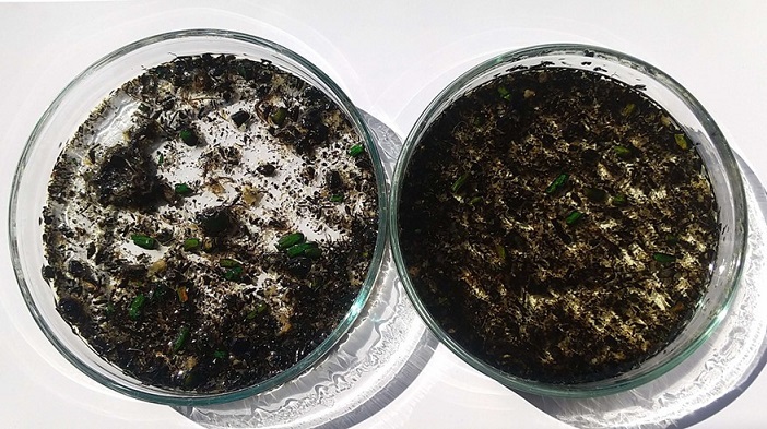 ペリットの写真画像２