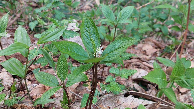 ヒトリシズカの画像