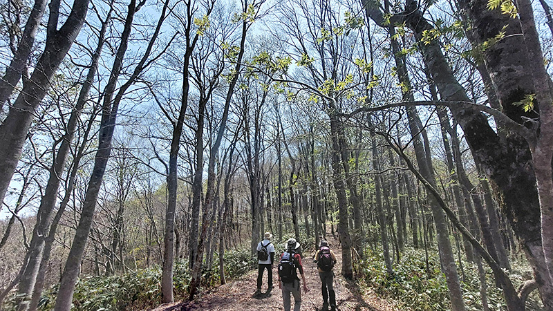 尾根のブナ林の様子