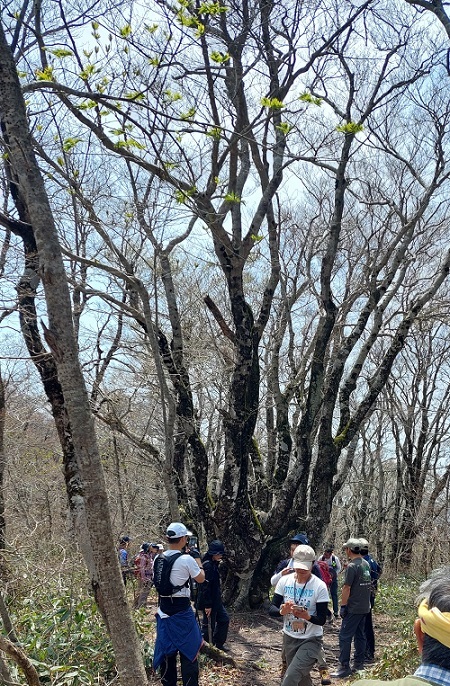 山頂タコブナの画像