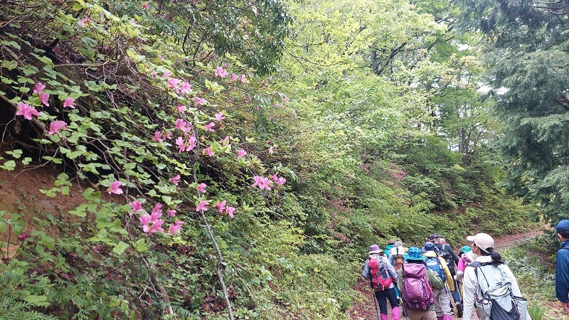 つつじが咲く林道小田支線の画像