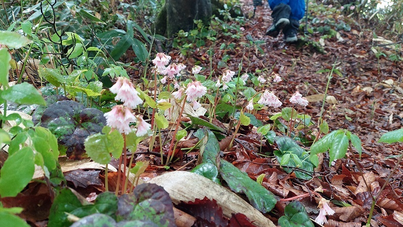 イワカガミが咲く縦走路の画像