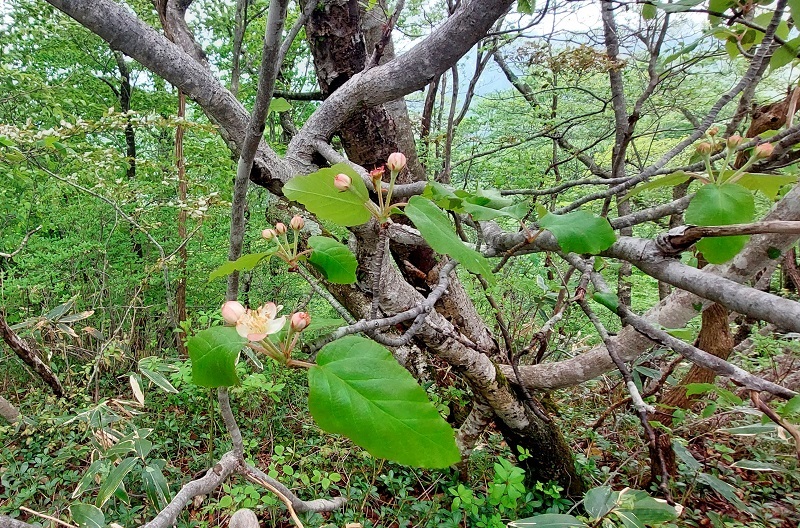 オオウラジロノキの花の画像