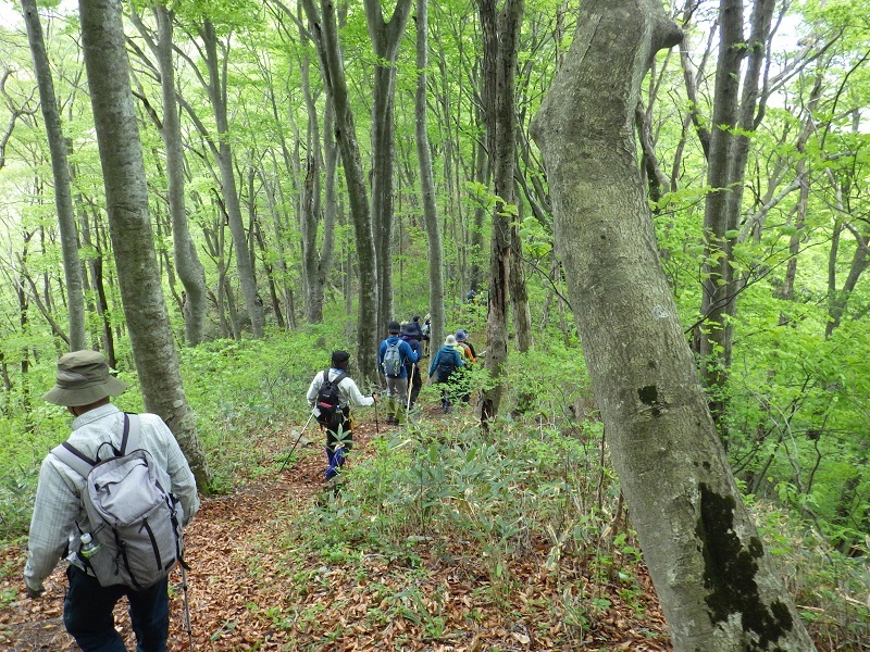 木地屋谷ルートの新緑の中を歩く画像